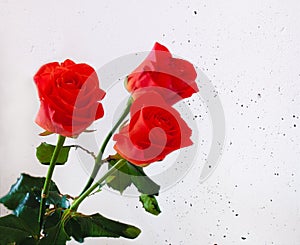 3 coral red roses,