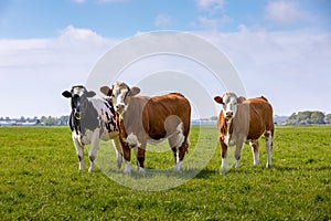 3 curious cows in a green grass pasture in Sassenheim the Netherlands