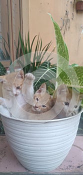 3 cutties cat