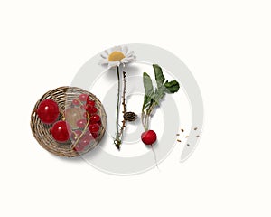 3 D illustration berries of red currant on a straw plate flowers of chamomile and radish on a white background ,copy space isolate