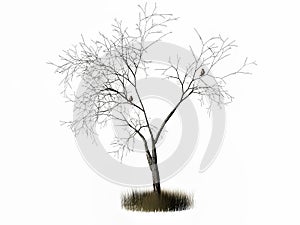 3 d rendering of dead tree isolated on white background