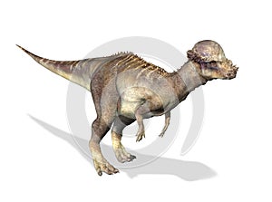 3 D rendering of a Pachycephalosaurus.