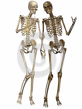 3 D Skeletons - Friends for ever