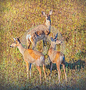 3 Deer stand watch for each other