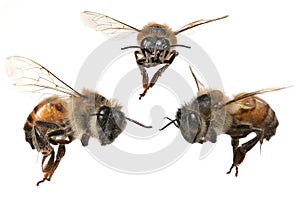  3diferente anglos de norte Americano Miel miel de abeja 