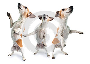 3 dogs dancing