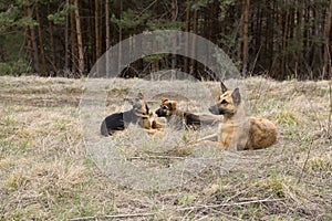 3 dogs mutts lying on the ground