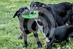 3 dogs playing