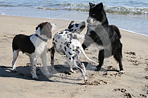 3 dogs playing photo