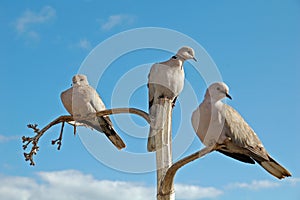 3 doves on separate branches