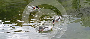 3 ducks on a river