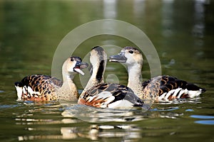 3 ducks on the water