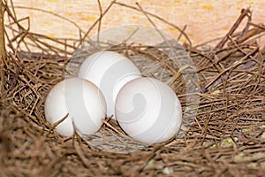 3 eggs on a pile of straw