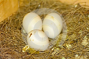 3 eggs on a pile of straw