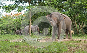 3 Elephants in the forest with the closest one that lift up the trunk