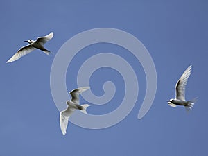 3 Fairy Terns