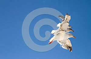 3 flying Seagulls