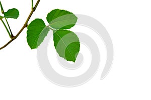 3 fresh green leaves from a branch on white background.