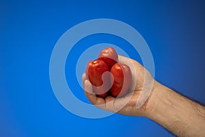 3 fresh red San Marzano tomatoes held in hand by Caucasian male hand. Close up studio shot, isolated on blue background
