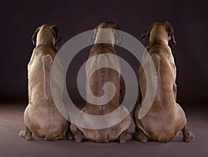 3 friends Rhodesian Ridgeback