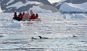 3 Gentoo penguins swimming in Cierva Cove with tourist Zodiac in the background