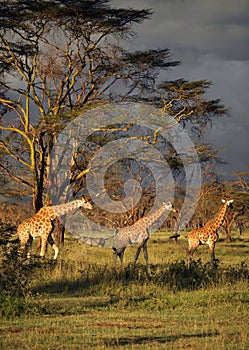 3 girafes in the middle of a National Park in Lake Nakuru National Park