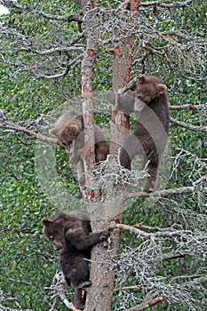 3 Grizzly cubs in Tree #2