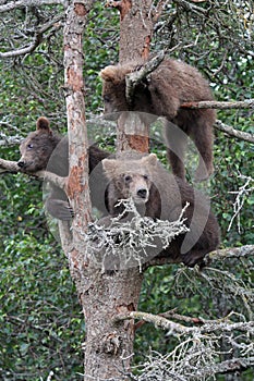 3 Grizzly cubs in Tree #3