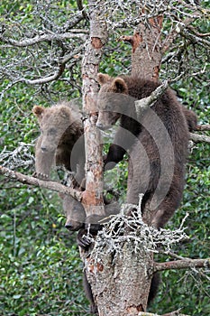 3 Grizzly cubs in Tree #4