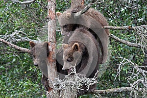 3 Grizzly cubs in Tree #5