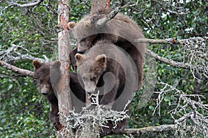 3 Grizzly cubs in Tree #6