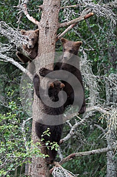 3 Grizzly cubs in Tree