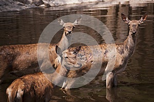 3 hinds