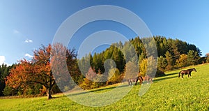 3 Horses and Red tree