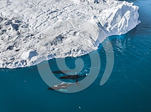 3 Humpback Whale dive near Ilulissat among icebergs. Their source is by the Jakobshavn glacier. The source of icebergs