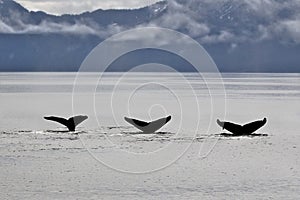 3 Humpback whale tails