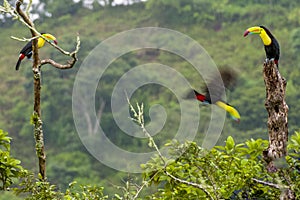 3 keel-billed toucans on tree stumps