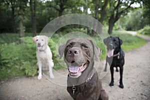 3 labradors