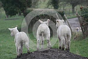 3 lambs