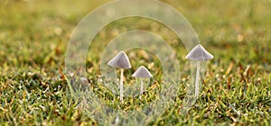 3 little white mushrooms