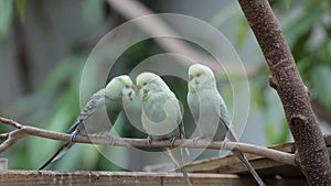 3 lovely love bird parakeets on a branch