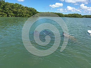 3 Manatees Swimming by Paddle Board