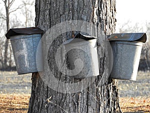 3 Maple Syrup buckets on a Maple tree in Springtime