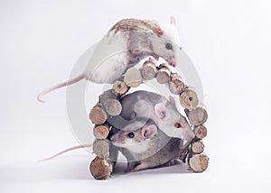 3 mice on white backdrop