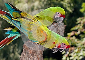 3 Military Macaws photo