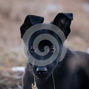 3 month old shepherd dog in the field