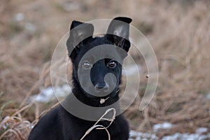 3 month old shepherd dog in the field