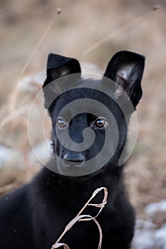 3 month old shepherd dog in the field