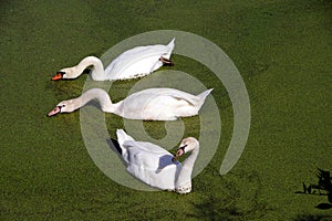 3 mute swans eating duckweed in the lake