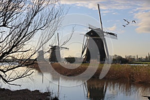 3 Old dutch windmills in the countryside with birds